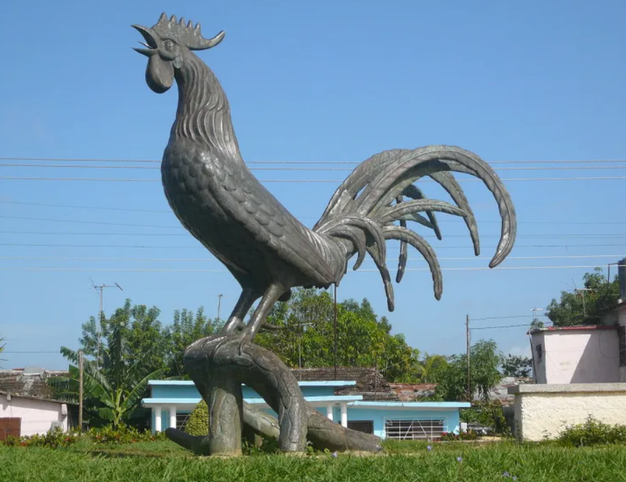 Gallo de Morón - Cuba